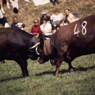 Cows fight in Evolène Switzerland