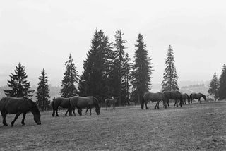 Horses in the Franches-Montagnes Switzerland