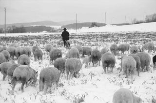 Hirte und seine Schafe im Winter