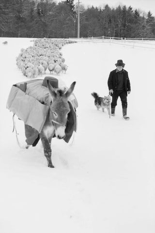 Berger suisse avec âne, moutons et chien