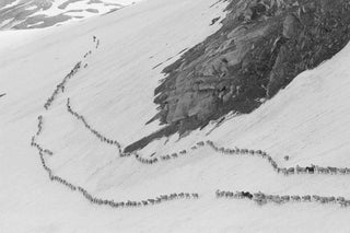 Moutons sur une montagne suisse