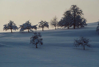 Verschneite Landschaft mit Bäumen